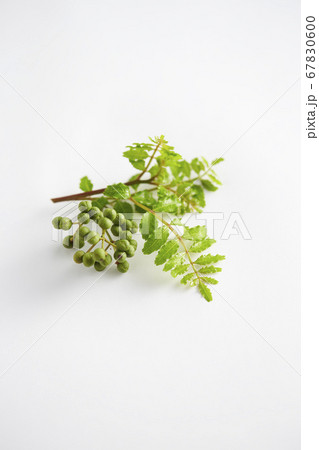 山椒　さんしょ 67830600