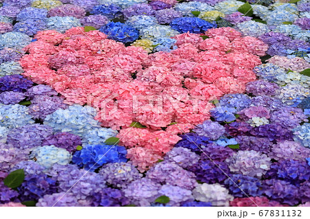 ハートの浮き紫陽花 67831132