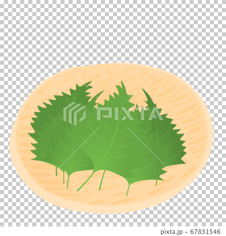 Shiso harvest (vector illustration of Yasai) 67831546