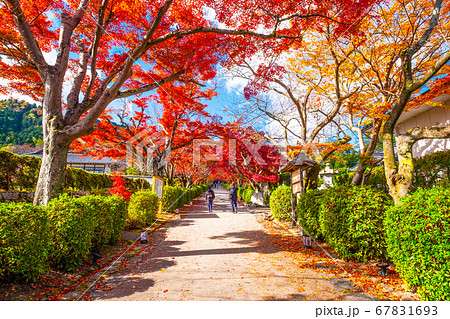 西教寺の紅葉 西教寺の紅葉 67831693