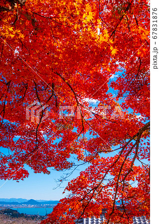 西教寺の紅葉 67831876