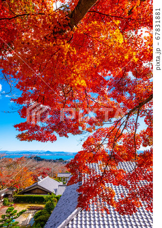 西教寺の紅葉 西教寺の紅葉 67831881