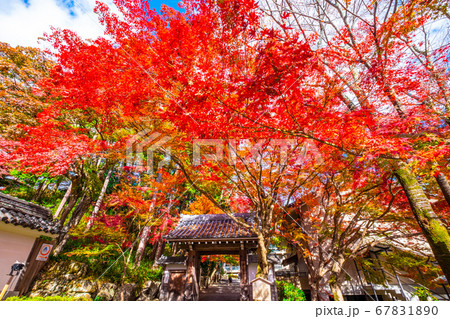 西教寺の紅葉 西教寺の紅葉 67831890