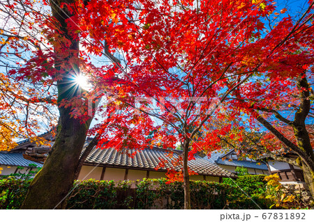 西教寺の紅葉 西教寺の紅葉 67831892