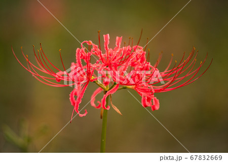 妖艶に咲く赤い花 67832669