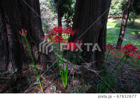 妖艶に咲く赤い花 妖艶に咲く赤い花 67832677