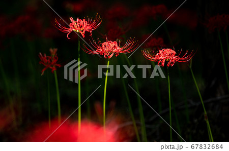 妖艶に咲く赤い花 妖艶に咲く赤い花 67832684