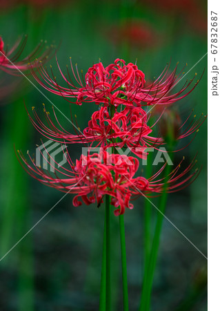 妖艶に咲く赤い花 67832687