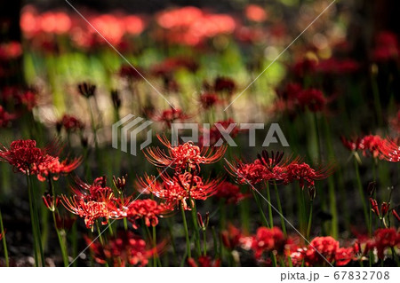 妖艶に咲く赤い花 妖艶に咲く赤い花 67832708