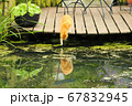 オランダデン・ハーグの猫 67832945