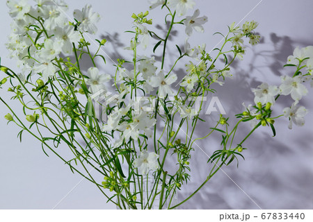 色鮮やかな白色のデルフィニウム 　花瓶 67833440