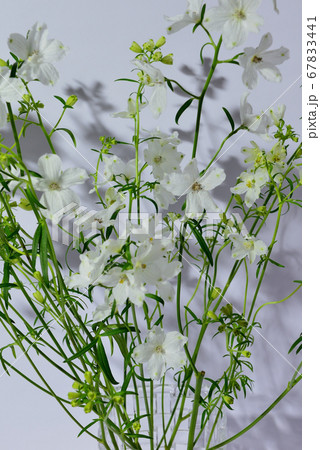 色鮮やかな白色のデルフィニウム 花瓶 色鮮やかな白色のデルフィニウム 花瓶 67833441