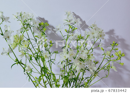 色鮮やかな白色のデルフィニウム 花瓶の写真素材