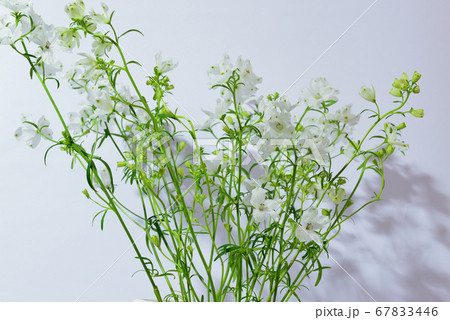 色鮮やかな白色のデルフィニウム 花瓶の写真素材