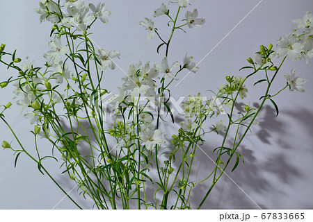 色鮮やかな白色のデルフィニウム 花瓶 色鮮やかな白色のデルフィニウム 花瓶 67833665