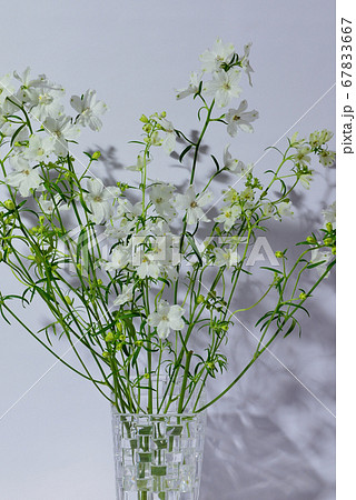 色鮮やかな白色のデルフィニウム 花瓶の写真素材
