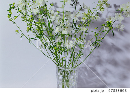 色鮮やかな白色のデルフィニウム 花瓶の写真素材