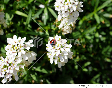 白い花に止まるてんとう虫の写真素材