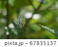 クモの隠れ帯 67835137