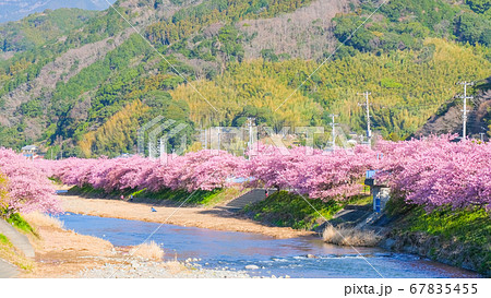 河津桜(河津町) 河津桜(河津町) 67835455