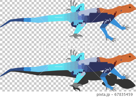 珍しい生き物　レインボーアガマ 67835459