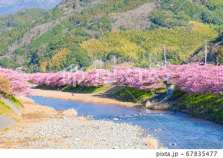 河津桜（河津町） 67835477