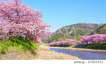 河津桜（河津町） 67835551
