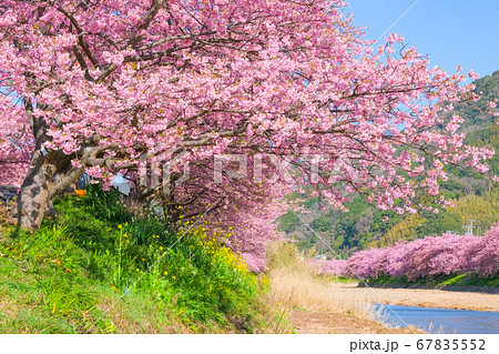 河津桜(河津町) 河津桜(河津町) 67835552
