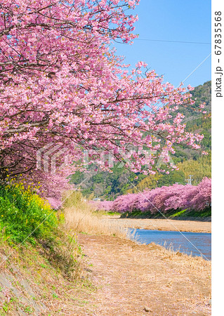 河津桜（河津町） 67835568