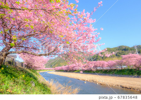 河津桜(河津町) ソフトフォーカス 河津桜(河津町) ソフトフォーカス 67835648