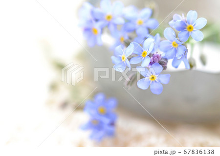 青い小花 67836138