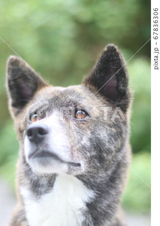 見上げる虎毛の犬 67836306