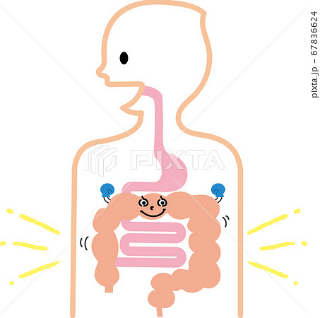 健康な人の胃腸のイラスト素材