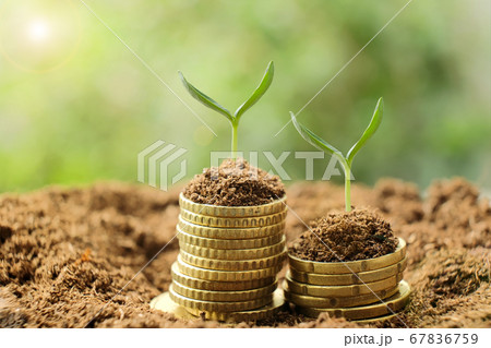 Small young plant sprouts on stacks of golden coins on fertile soil with blurred green background. Business, finance, money savings and investment concept. 67836759