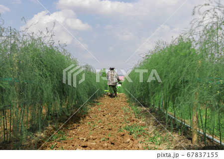 Asparagus or garden asparagus, scientific name Asparagus or garden asparagus, scientific name 67837155