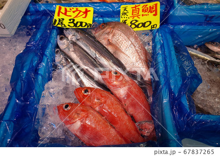 新鮮な魚 新鮮な魚 67837265