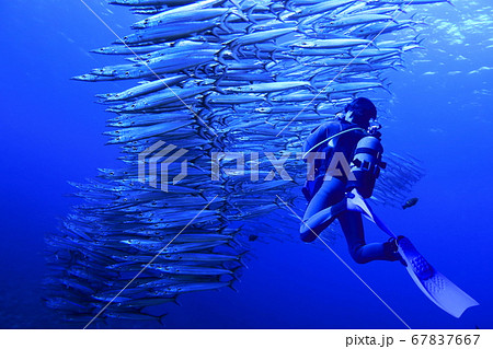 沖縄宮古島の海中のトルネード状のカマスの大群とダイバーの写真素材
