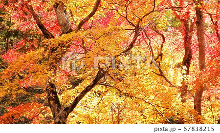 紅葉 67838215
