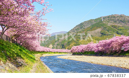 河津桜（河津町） 67838337