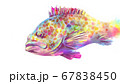 カラフルなキジハタ のイラスト 67838450