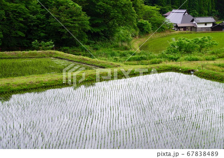 田んぼの畦のシュレーゲルアオガエルの卵塊 67838489