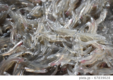 生シラス 67839028