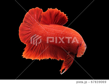 Betta Super Red HMPK Halfmoon plakat Male or Plakat Fighting Fish Splendens Betta Super Red HMPK Halfmoon plakat Male or Plakat Fighting Fish Splendens 67839069