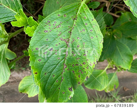 斑点のついた病気と思われるアジサイの葉 The Leaves Of Hydrangeaの写真素材 6791