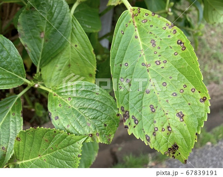 斑点のついた病気と思われるアジサイの葉/The leaves of hydrangea 67839191