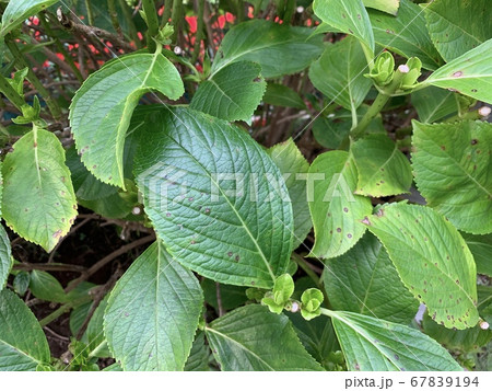 斑点のついた病気と思われるアジサイの葉 The Leaves Of Hydrangeaの写真素材