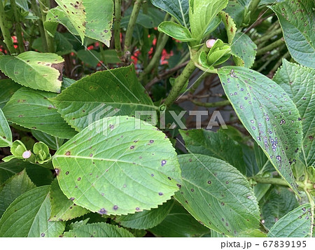 斑点のついた病気と思われるアジサイの葉 The Leaves Of Hydrangeaの写真素材