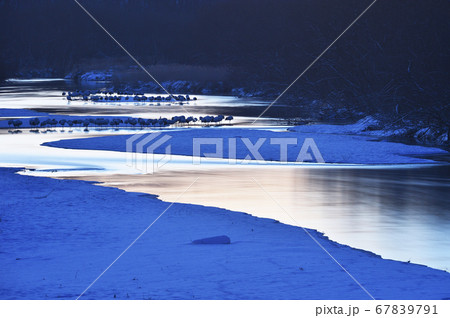 夜明け前のタンチョウのねぐら(北海道) 夜明け前のタンチョウのねぐら(北海道) 67839791