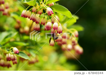 サラサドウダンと蜜を吸う蜂の写真素材