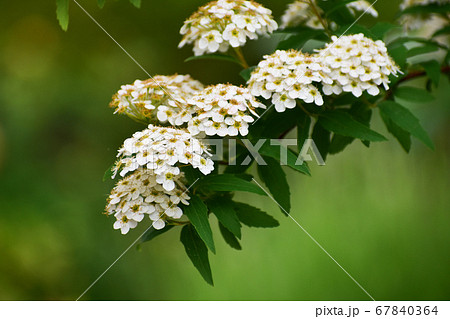 コデマリの細かい花の写真素材